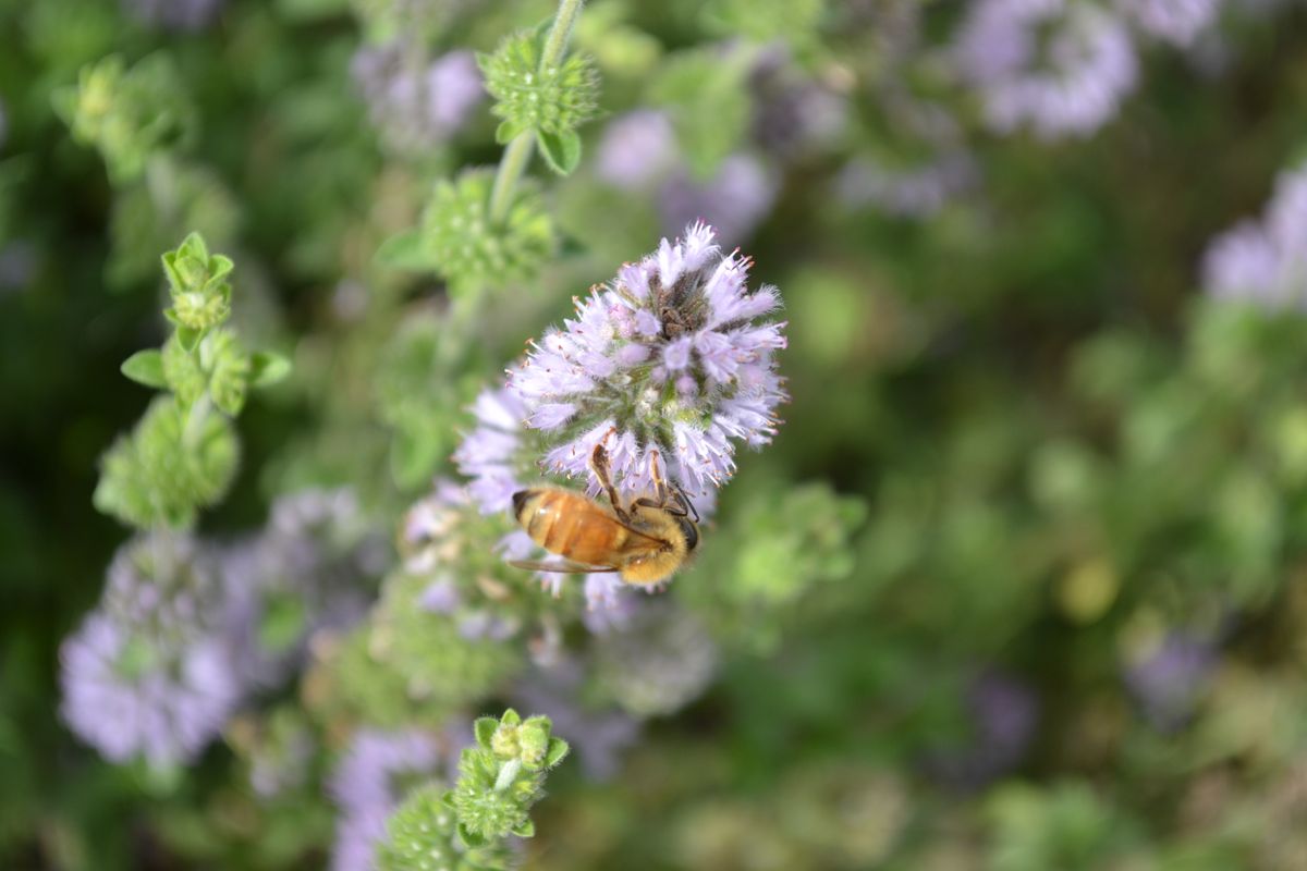 Tasman Honey Bee on Flower
