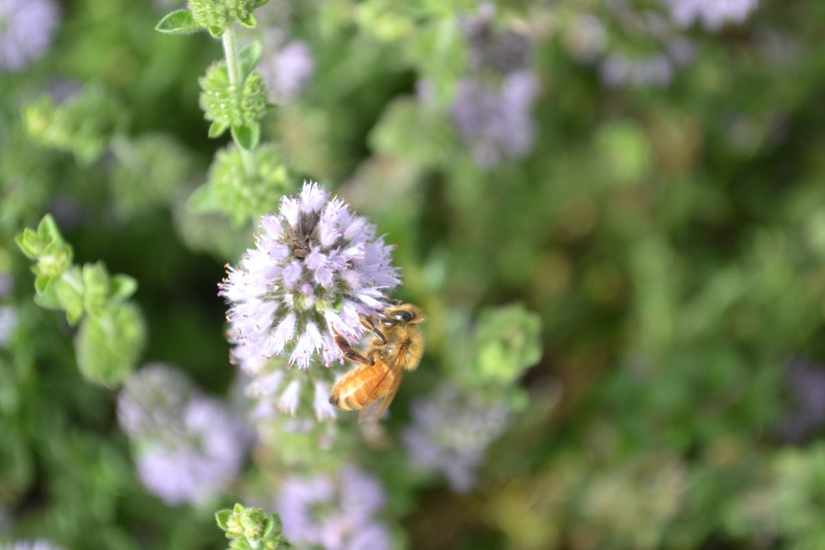 Tasman Honey Bee on Flower