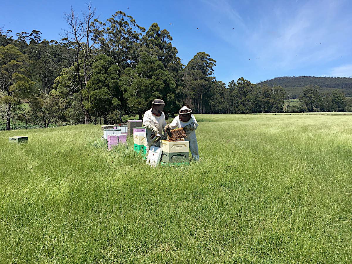 Tasman Honey Checking Hives
